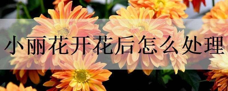 小丽花开花后怎么处理