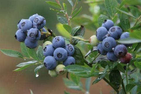 蓝莓能施复合肥吗 蓝莓肥料可以用普通复合肥吗