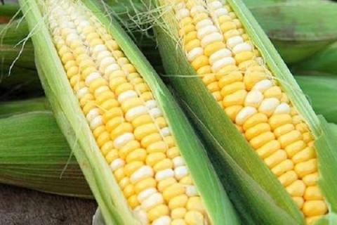 2021东北收玉米是几月份（东北地区什么时候收玉米）