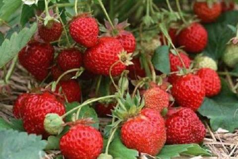 草莓适合什么季节种植 最佳种植时间