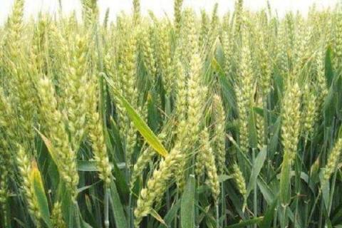 冬小麦施肥用什么肥好（冬小麦怎样施肥有利于高产?）
