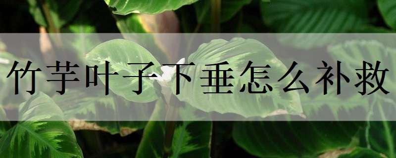 竹芋叶子下垂怎么补救