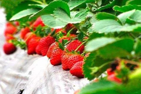 草莓盆栽有虫怎么杀虫 盆栽草莓有虫怎么办