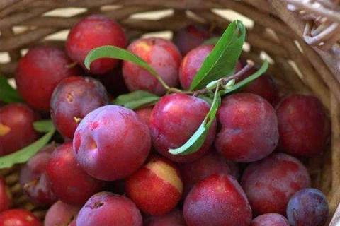 绿化带红李子可以吃吗 紫叶李的果子图片