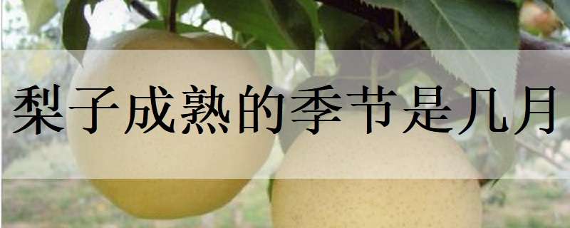 梨子成熟的季节是几月