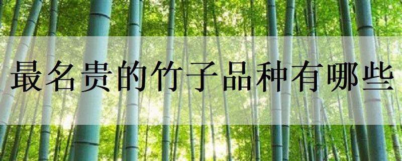 最名贵的竹子品种有哪些 最名贵的竹子品种有哪些图片