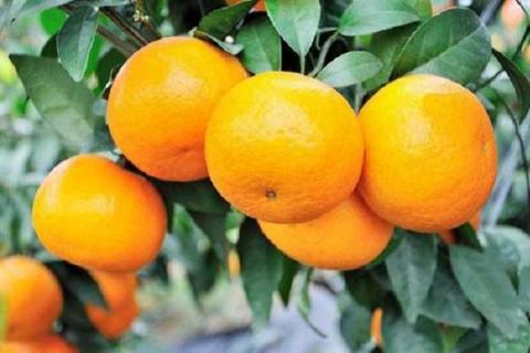 用什么预防柑橘太阳果 用什么预防柑橘太阳果子发黑