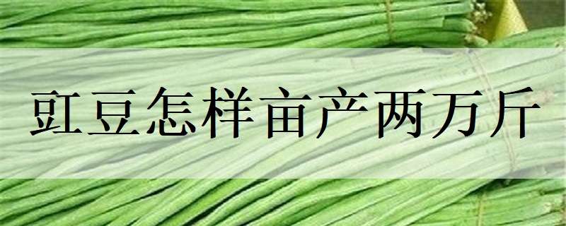 豇豆怎样亩产两万斤（豇豆怎样亩产两万斤以上）