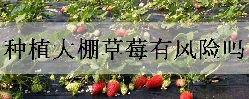 种植大棚草莓有风险吗 草莓大棚种植的风险