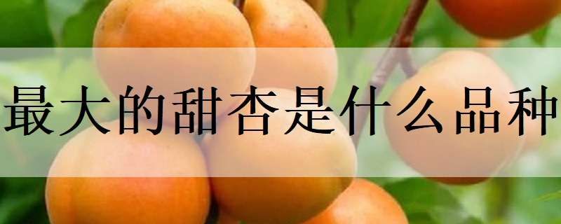 最大的甜杏是什么品种