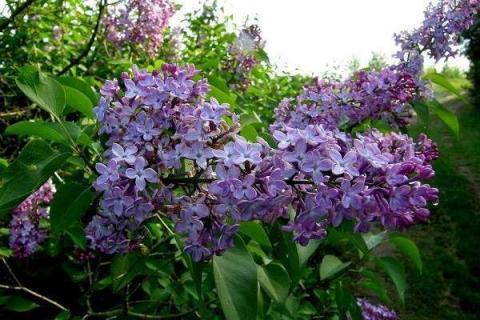 丁香花怎样扦插容易成活 丁香花的扦插繁殖技术