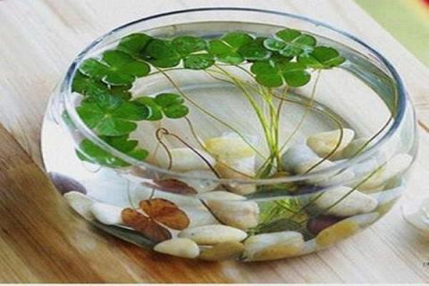 玻璃鱼缸养睡莲的养殖方法 玻璃鱼缸养睡莲的养殖方法图解