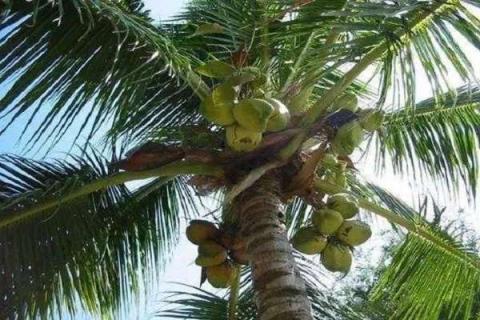 椰子的功效与作用 海南椰子的功效与作用