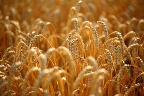 小麦的种植密度是多少 小麦种植密度怎么测算