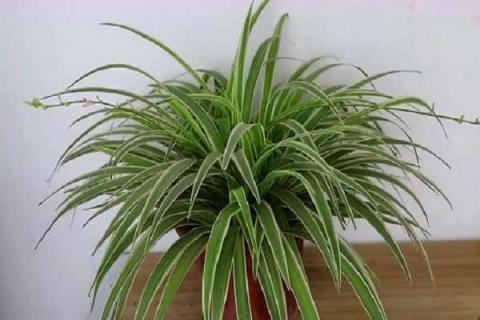 剪下的小吊兰能土培吗（剪下的小吊兰能土培吗图片）