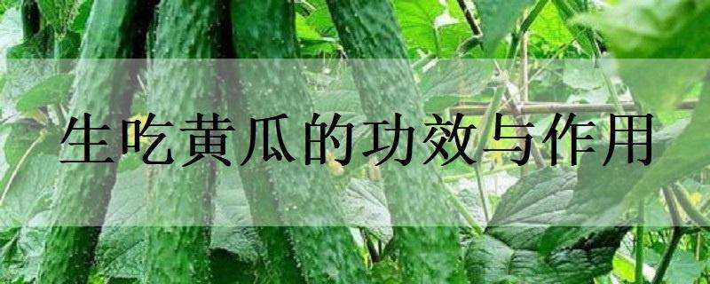 生吃黄瓜的功效与作用