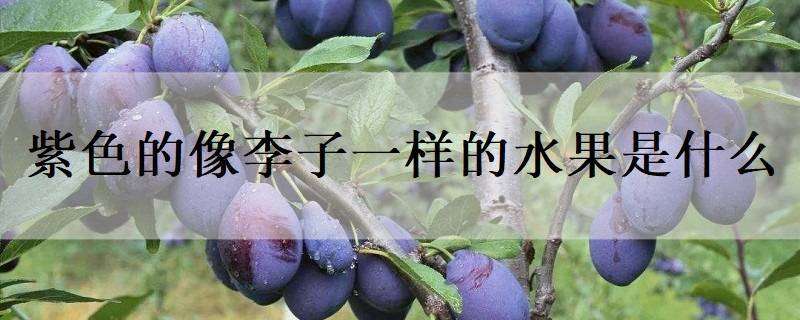 紫色的像李子一样的水果是什么 紫色像李子的水果叫什么