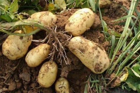 如何种土豆又大又多 种土豆施什么肥