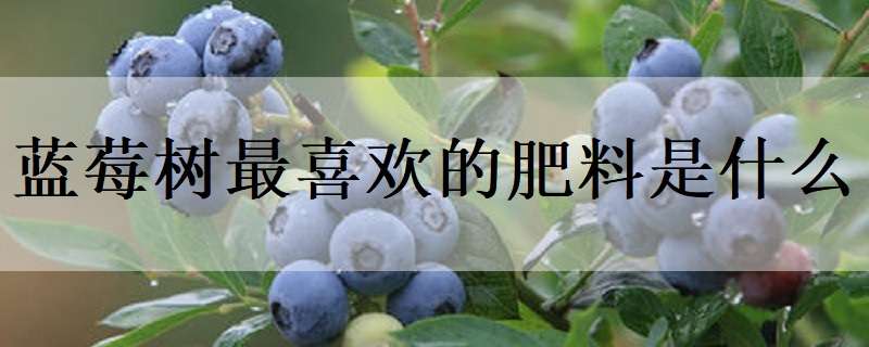 蓝莓树最喜欢的肥料是什么 蓝莓适合的肥料
