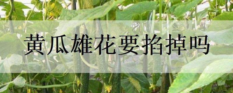 黄瓜雄花要掐掉吗 黄瓜雄花多怎么回事