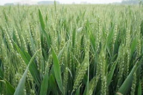 种小麦用什么底肥料好（种小麦用什么肥料比较好）