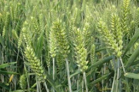 种冬小麦什么时候施底肥 种冬小麦什么时候施底肥好
