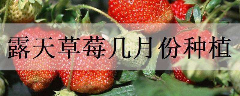 露天草莓几月份种植（露天草莓什么时候种植）