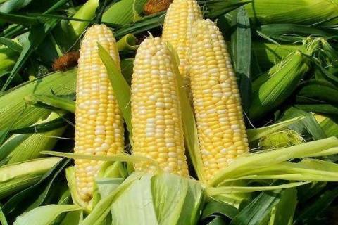 玉米的外形特征描述 玉米种子什么时候播种