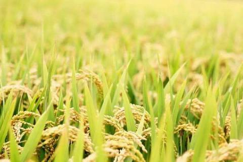 水稻地没有水能不能撒复合肥 水稻田没水能施复合肥吗
