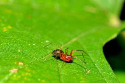 多菌灵能杀死红蜘蛛吗 多菌灵能杀死红蜘蛛吗视频