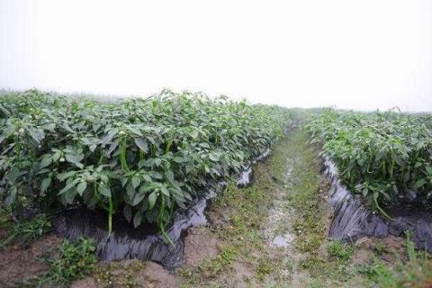果树用黑地膜优缺点（果树用黑地膜优缺点有哪些）