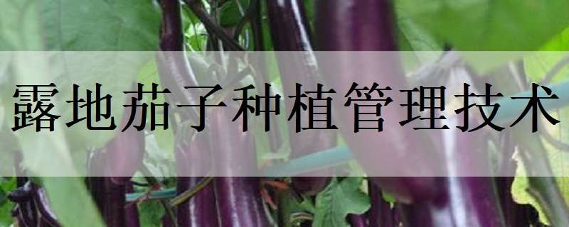 露地茄子种植管理技术（露地茄子种植管理技术与管理）