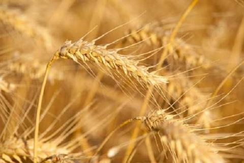 冬小麦拔节期怎么追肥 冬小麦播种后多少天除草效果好?