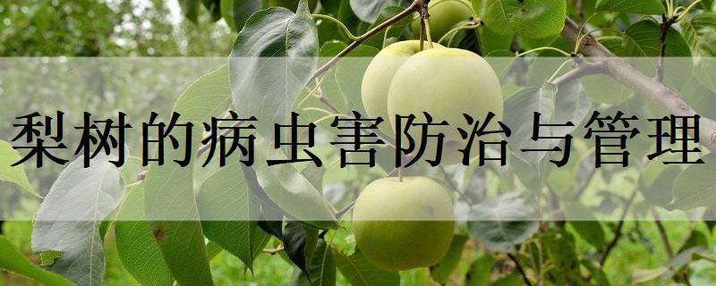 梨树的病虫害防治与管理 梨树的病虫害防治与管理伏巴梨