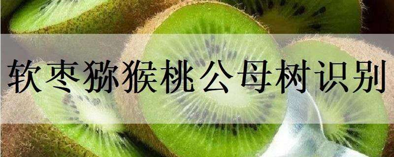 软枣猕猴桃公母树识别 软枣猕猴桃怎么分辨公母树