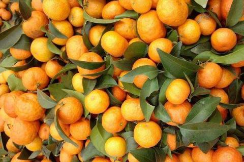 柑橘壮果肥用什么复合肥好（柑橘壮果肥用什么复合肥好呢）