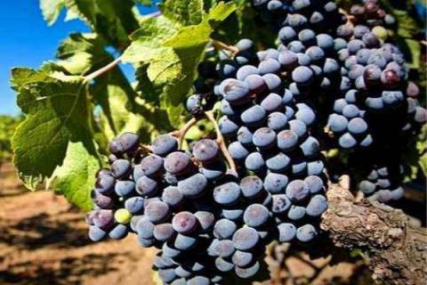适合南方庭院种植的葡萄品种 适合南方庭院种植的葡萄品种排名