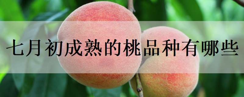 七月初成熟的桃品种有哪些 七月上旬成熟的桃品种