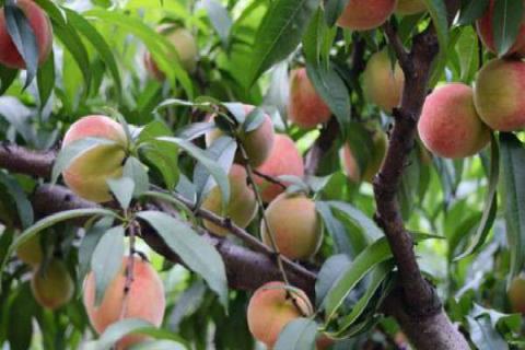 桃树亩产量一般多少斤 一亩桃的产量是多少