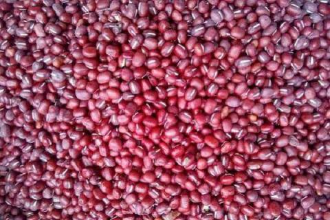 北方红小豆的种植方法和时间 北方红小豆的种植方法和时间是多少