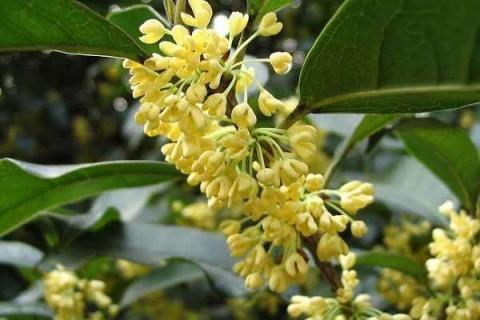 名贵桂花品种排名（名贵桂花品种排名九龙桂）