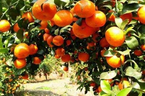 砂糖橘树种植方法及最佳种植时间