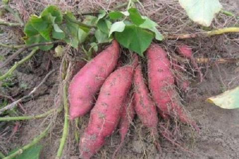 北方红薯的种植时间和方法 种红薯的注意事项