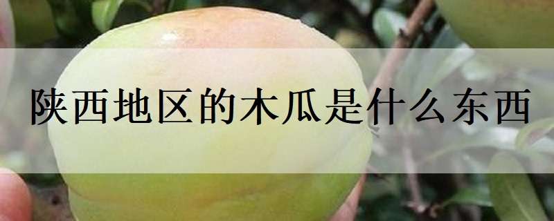 陕西地区的木瓜是什么东西