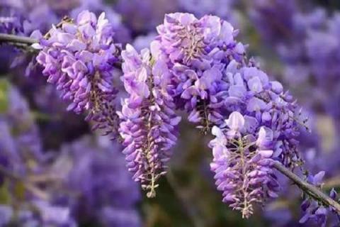 紫藤花芽与花苞区别（紫藤花芽与花苞区别是什么）