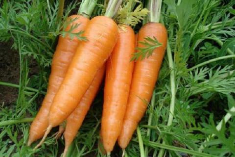 胡萝卜前期用什么肥料好 施肥注意事项