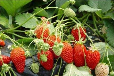 白草莓和红草莓哪个好吃 白草莓和红草莓哪个甜