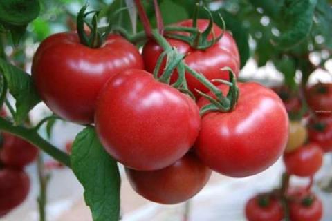 如何自制西红柿肥料 如何自制西红柿肥料水