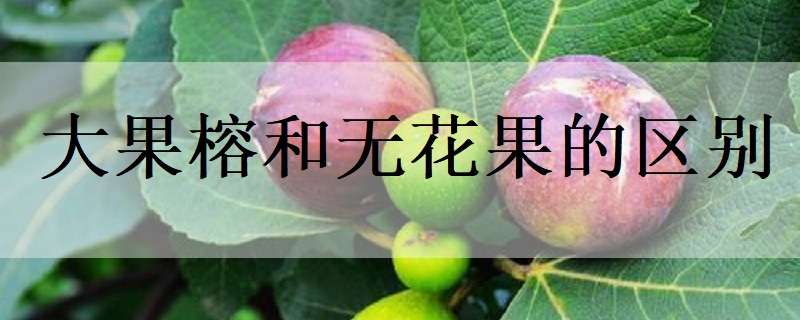 大果榕和无花果的区别