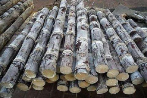 种黑皮甘蔗要施几次肥 种植黑皮甘蔗用什么肥料好